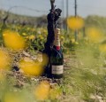SZAMPAN MOET&amp;CHANDON BRUT IMPERIAL 0,75L + OPAKOWANIE HAPPY BIRTHDAY