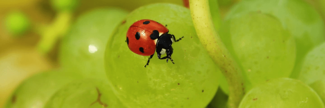 Zrównoważony rozwój