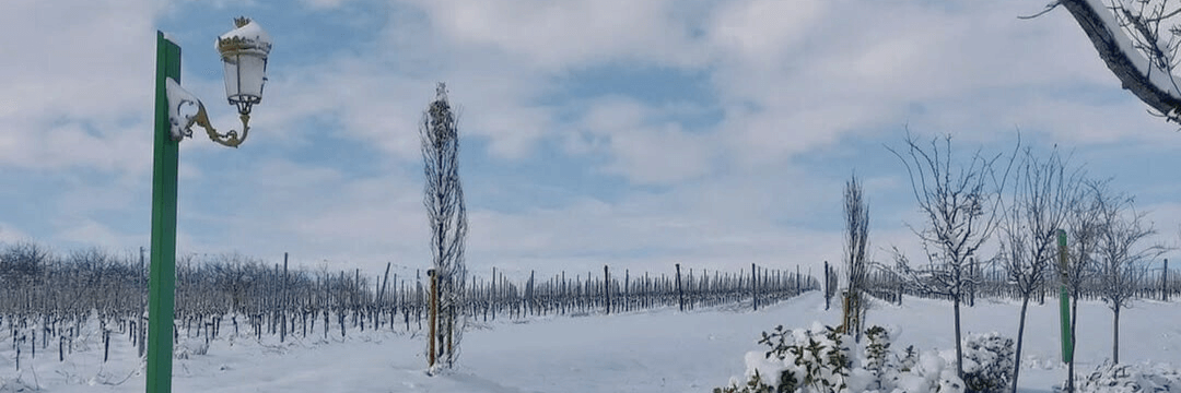 Plantacja winogron w zimę