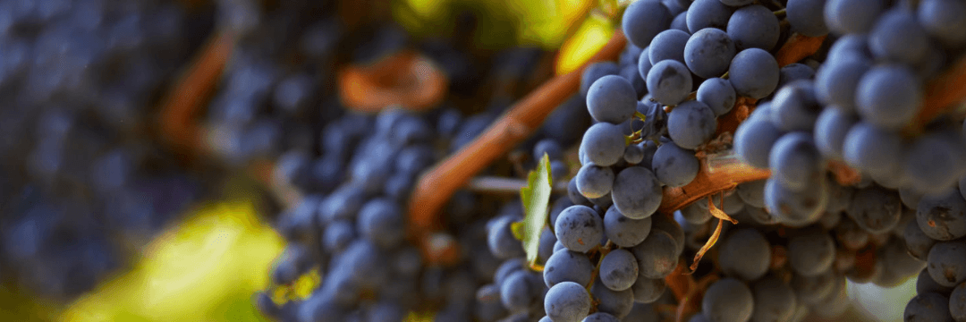 WINO WŁOSKIE BAROLO NATALE VERGA DOCG CZERWONE WYTRAWNE 0,75L WINO ZACHWYCAJĄCE ELEGANCJĄ